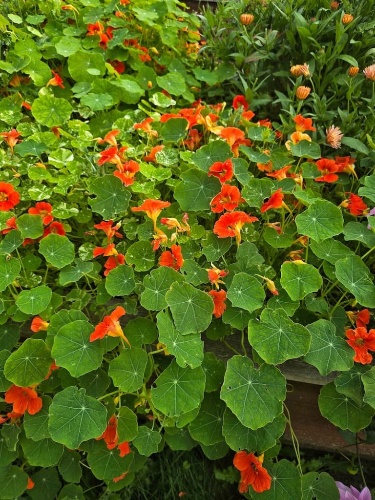 bright orange nastirtiums growing in the garden