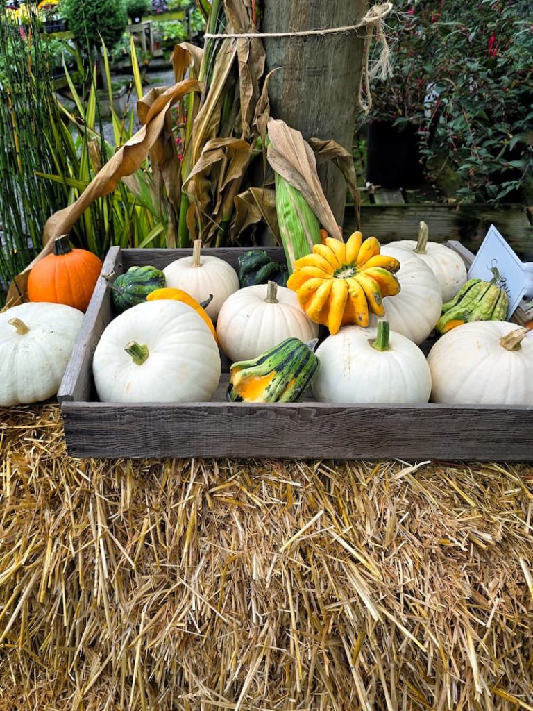 pumpkins and gourds in a wooden tray