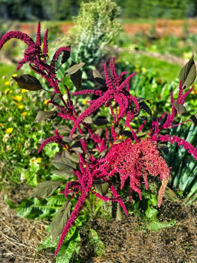 amaranth in the garden