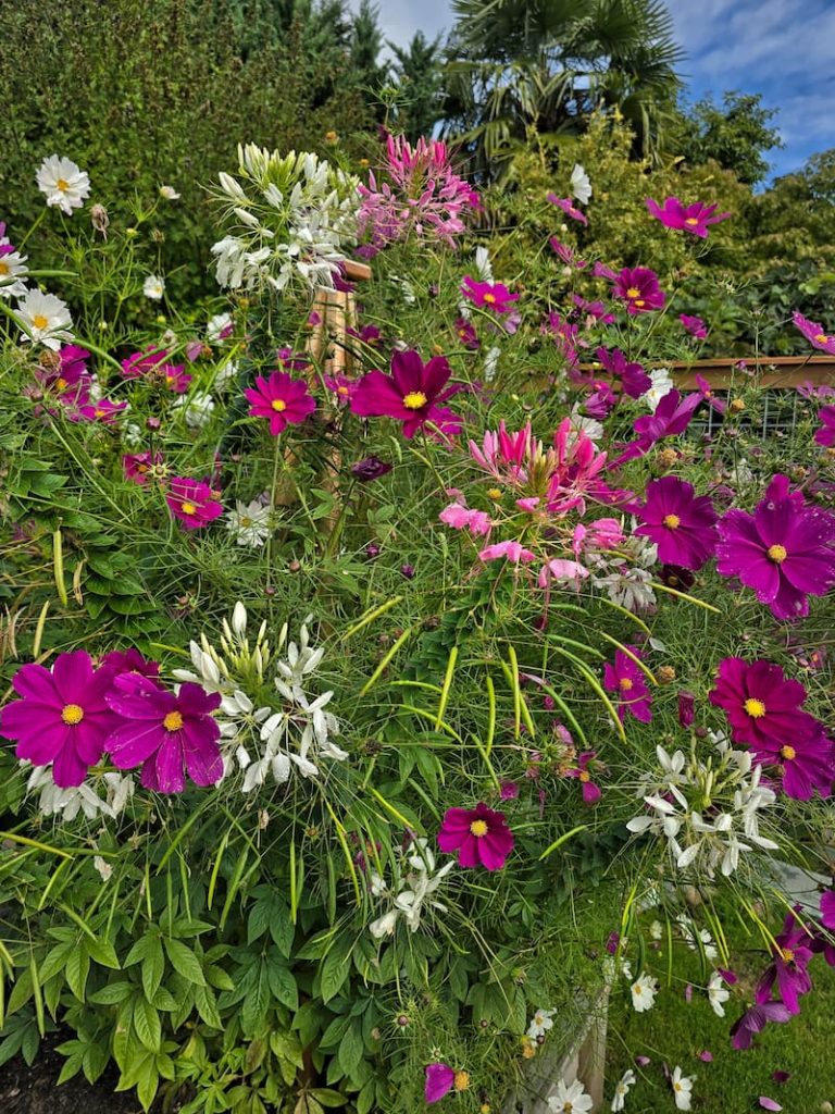 spider flowers and cosmos growingi n the garden