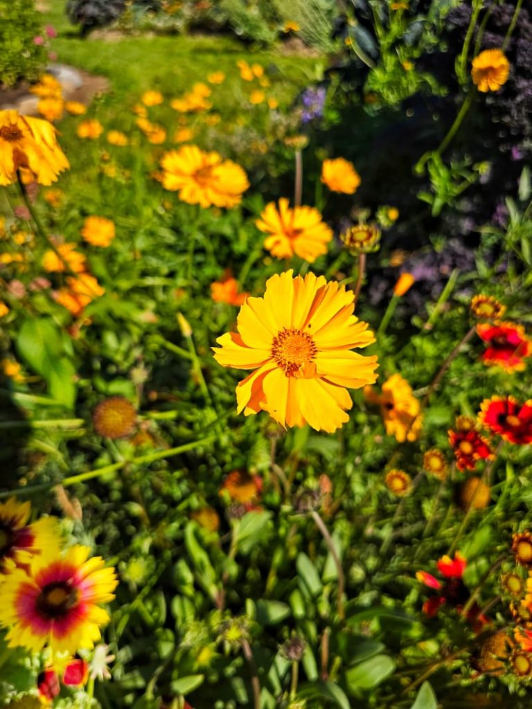 fall blooming plants: yellow tickseed in the fall garden