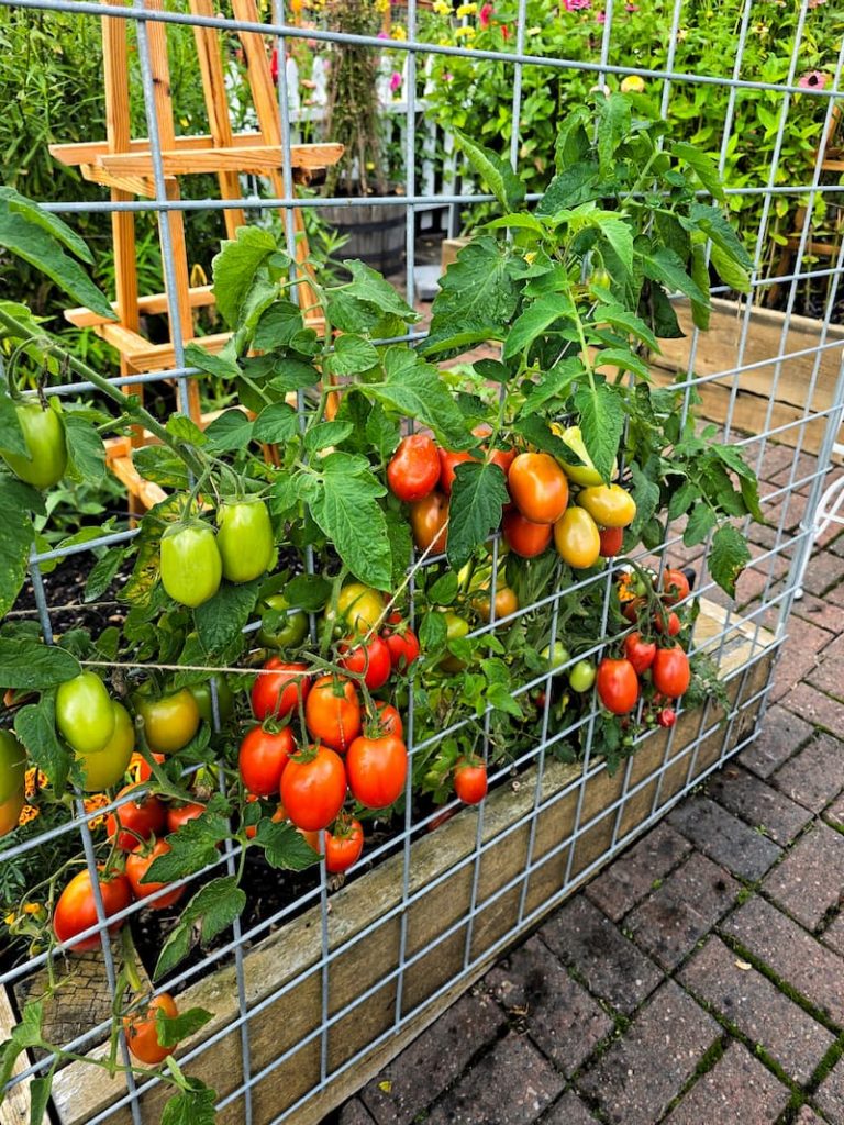 tomatoes growing in the garden