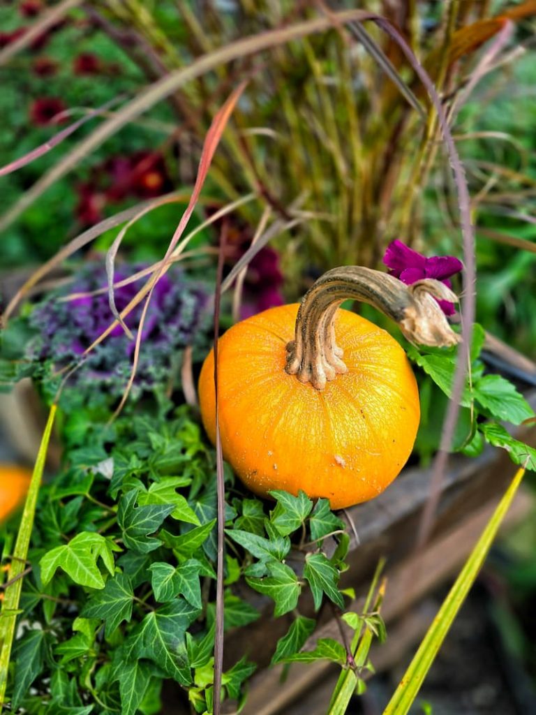 fall container with orange mini pumpkin