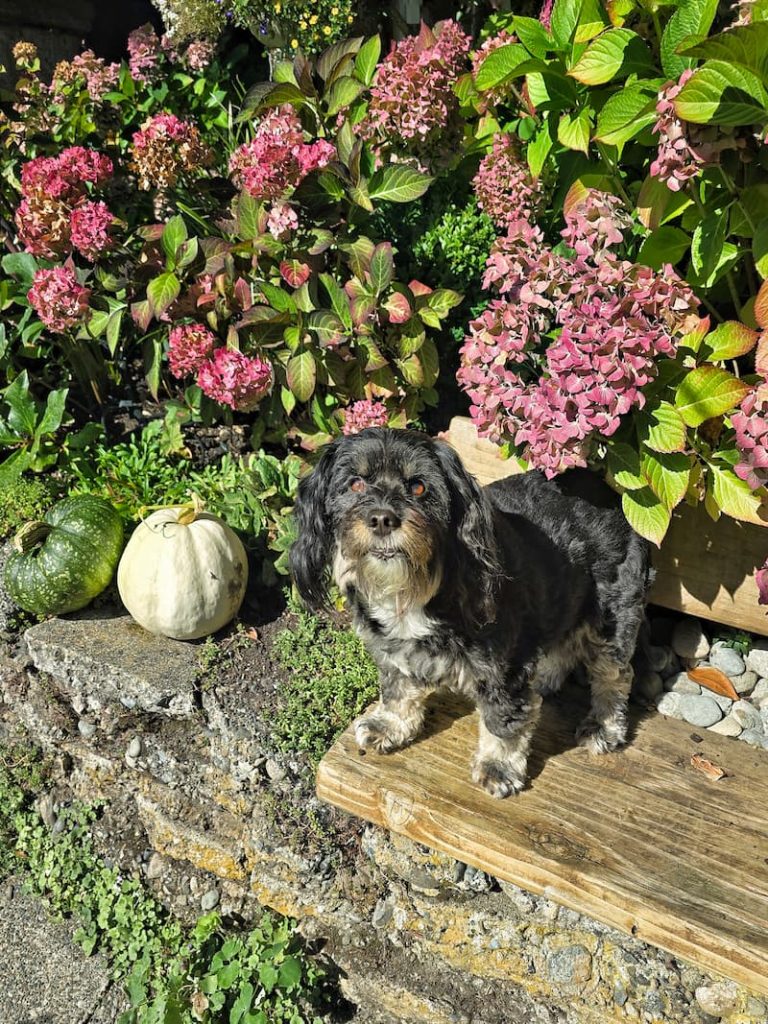 Jax dog hanging out in the fall garden next to the pumpkins and hydrangeas