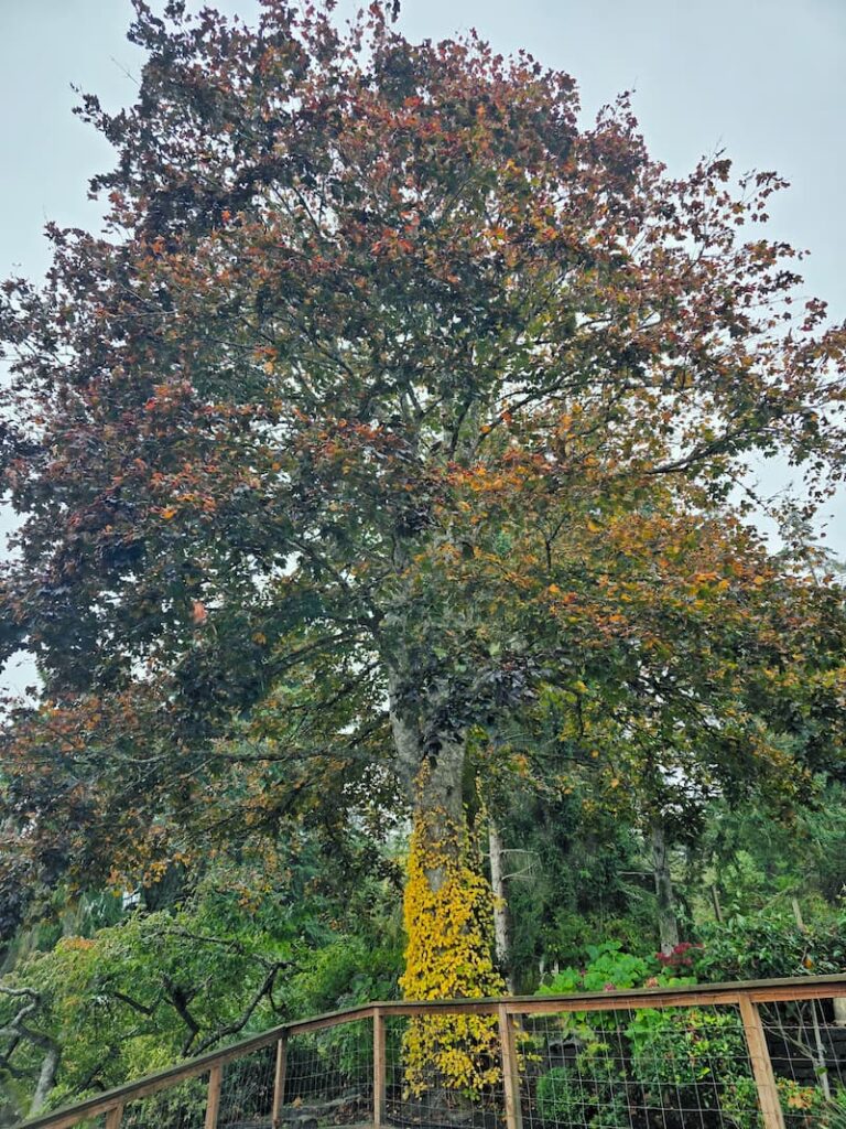 big tree in backyard losing its leaves