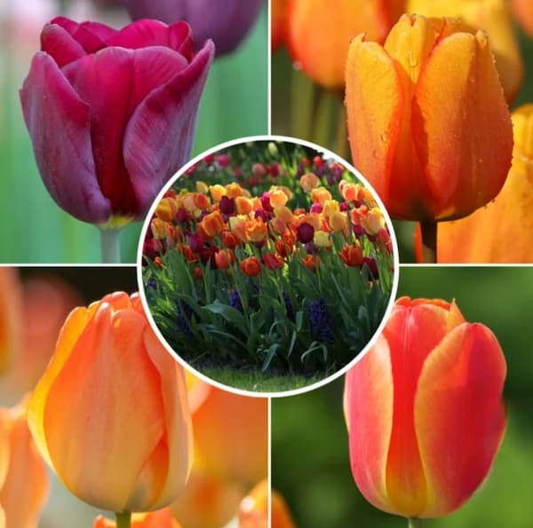 bright tulips