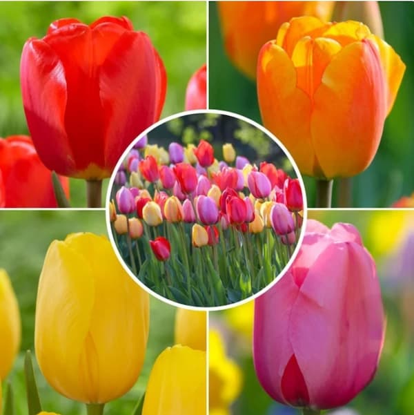 bright tulips