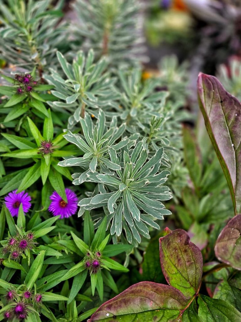 euphorbia in the garden