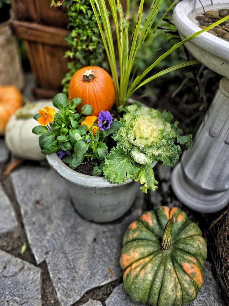 violas, grasses and cabbage in pot with a pumpkin