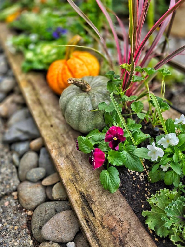 fall planters with mini pumpkins , grasses, and violas