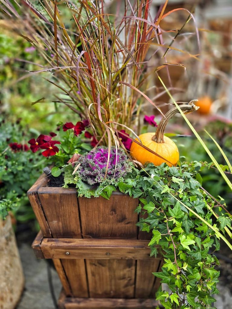 fall planter with grassed, cabbage, violas, ivy, and a pumpkin