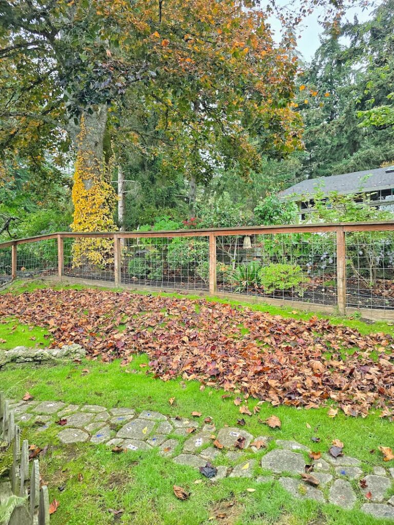 fallen leaves on the grass in the backyard