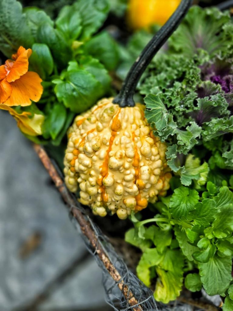 squash and gourds in the fall garden