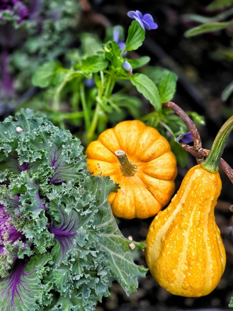 cabbage, mini pumpkin and gourd in planter