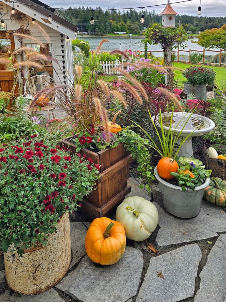 fall garden with grasses and flowers in planters and pumpkins