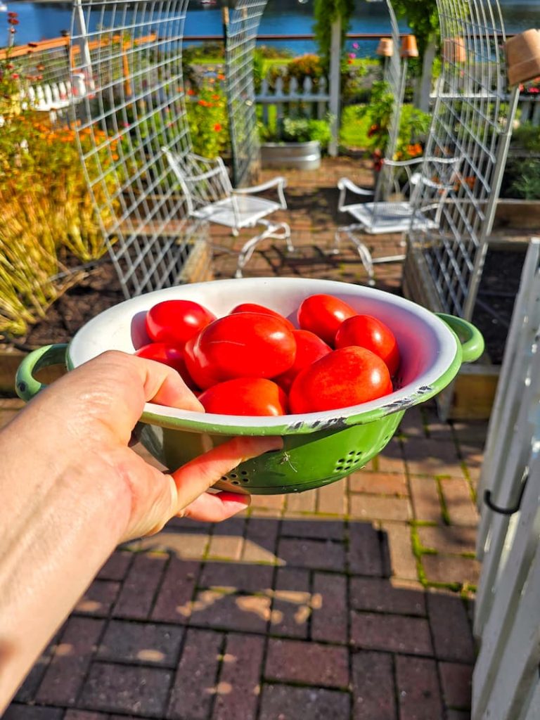 harvesting tomatoes from the garden