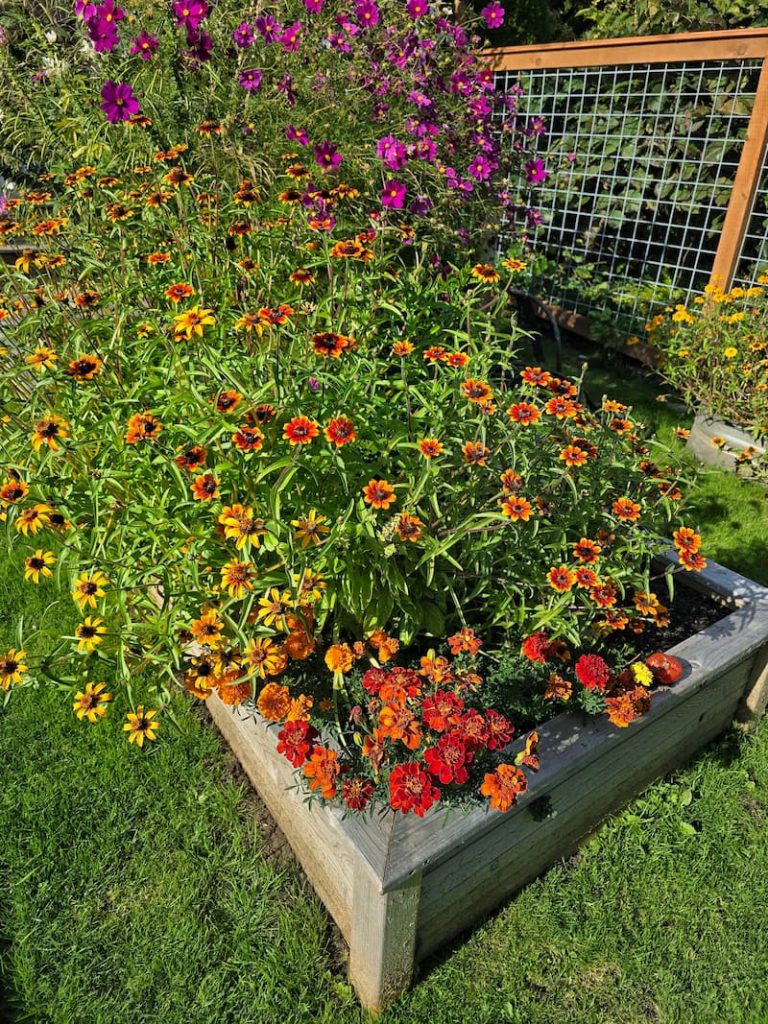 orange Persian Carpet zinnias and marigolds in raised bed