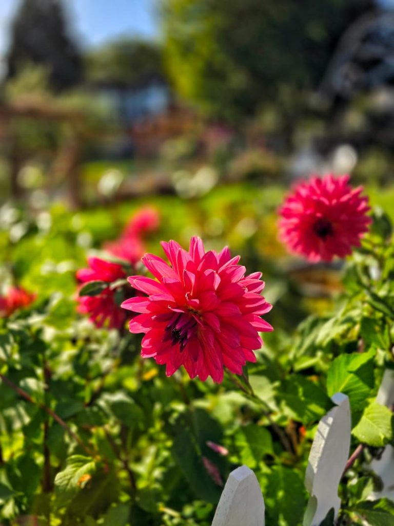 fuchsia dahlias in the garden