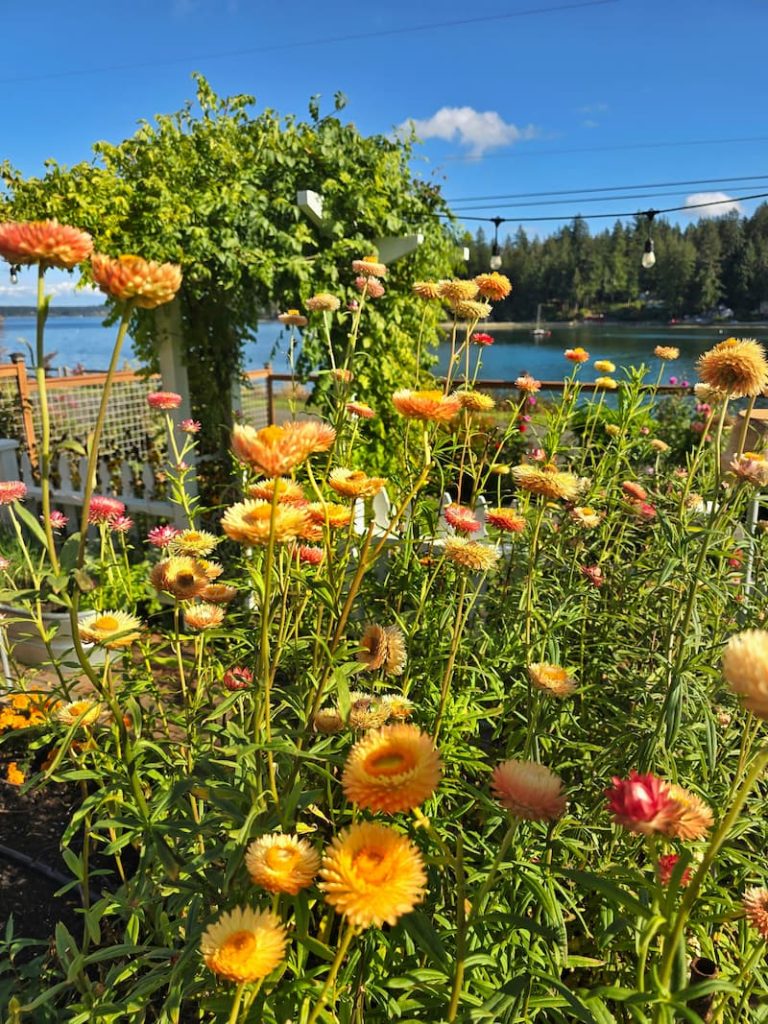 fall strawflowers in the garden