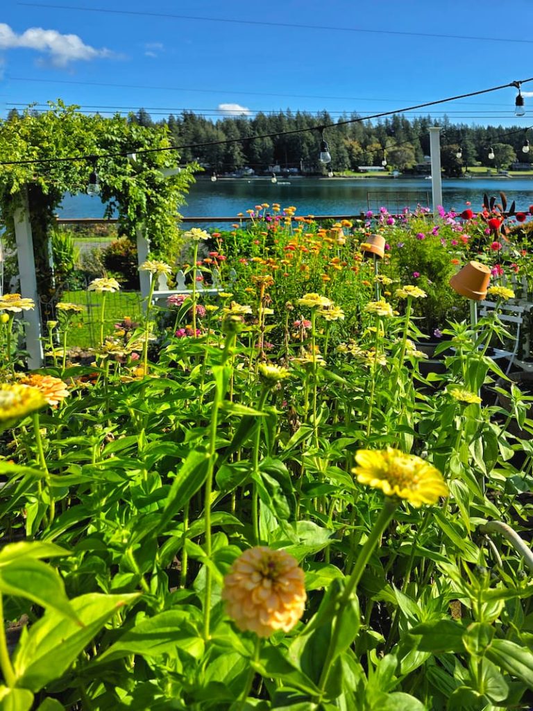 zinnias in the garden