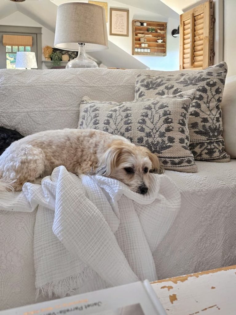 home office with dog sleeping on couch