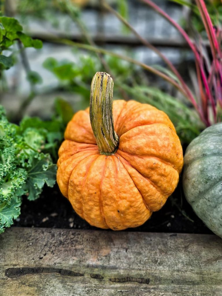 orange pumpkin in flower planter