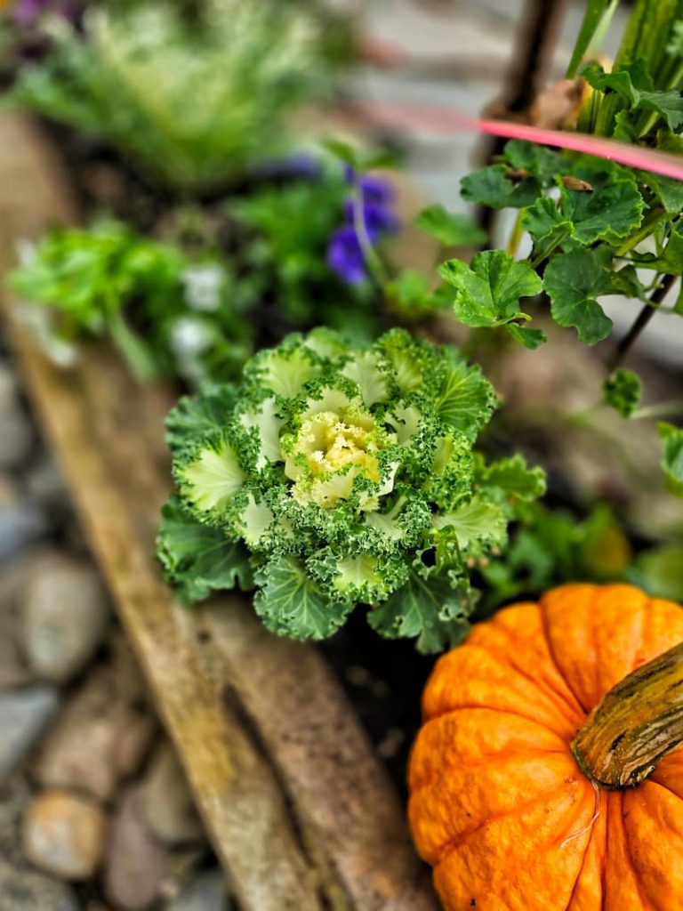 fall container with cabbage and pumpkin