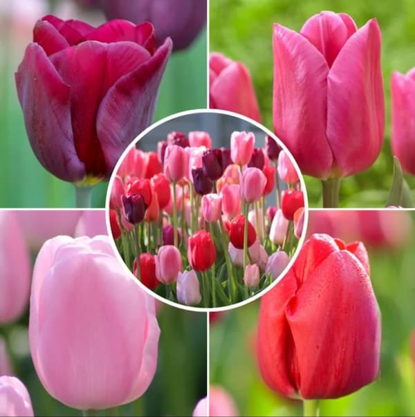 bright tulips