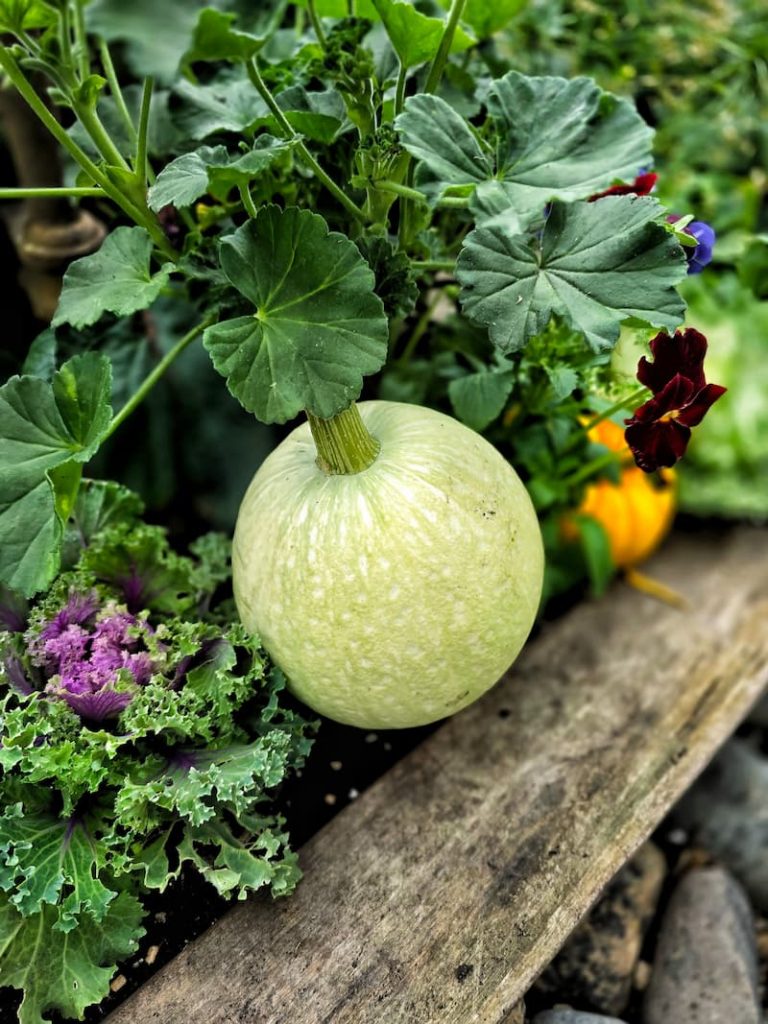 white pumpkin in fall container