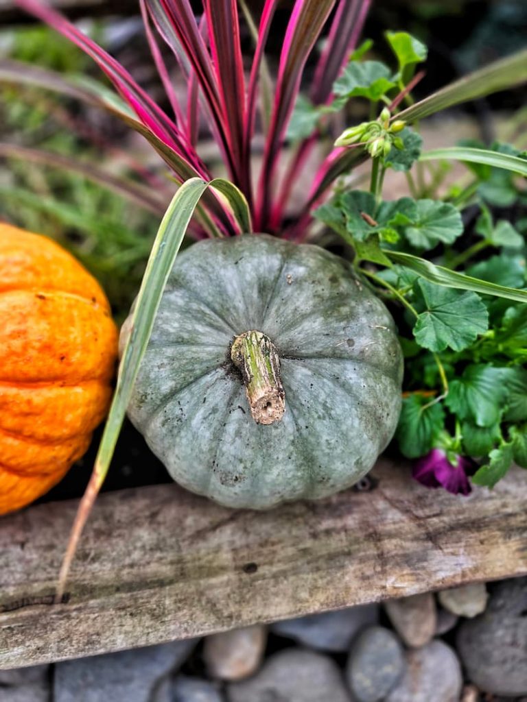 green pumpkin