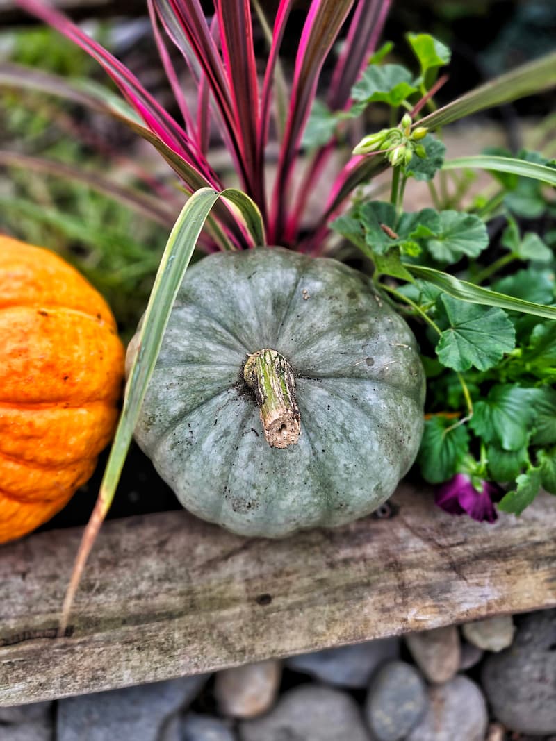 green pumpkin mixed in with fall flowers