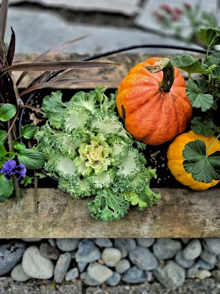 ornamental cabbage and pumpkins in planter