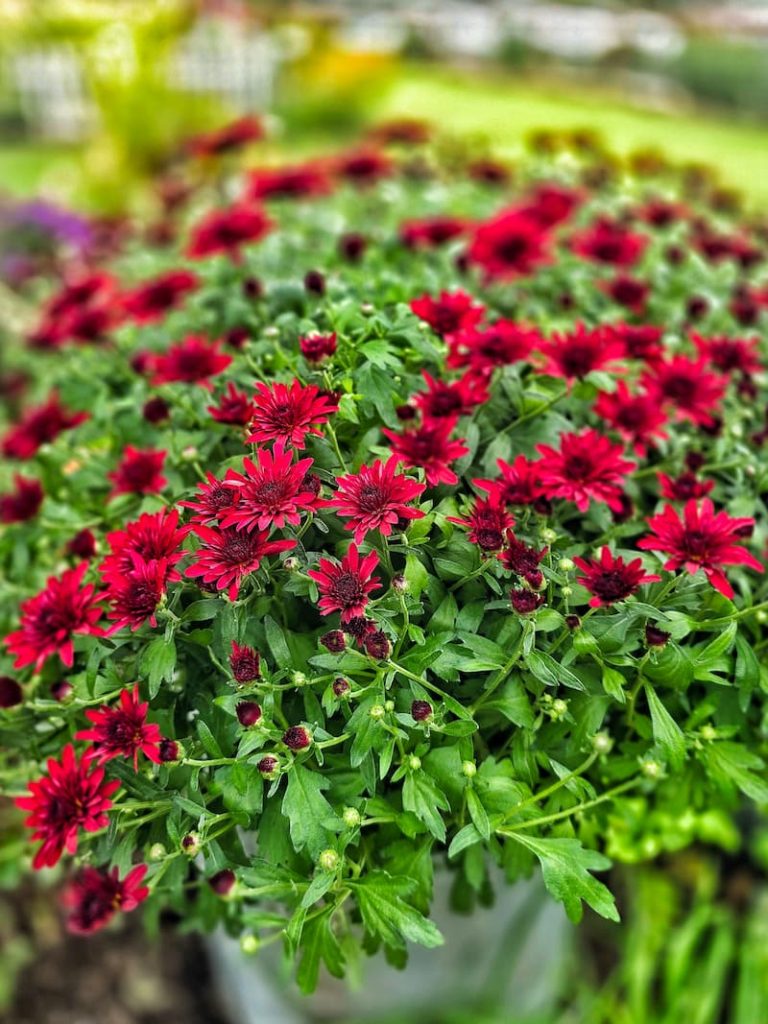 red mums growing in the garden