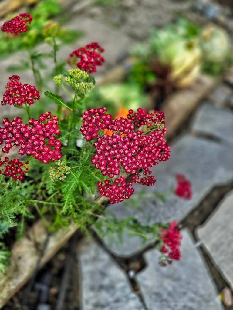 red yarrow growing in the fall garden