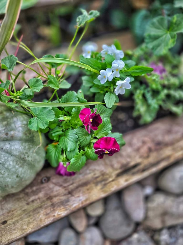 violas in the fall planters in the garden