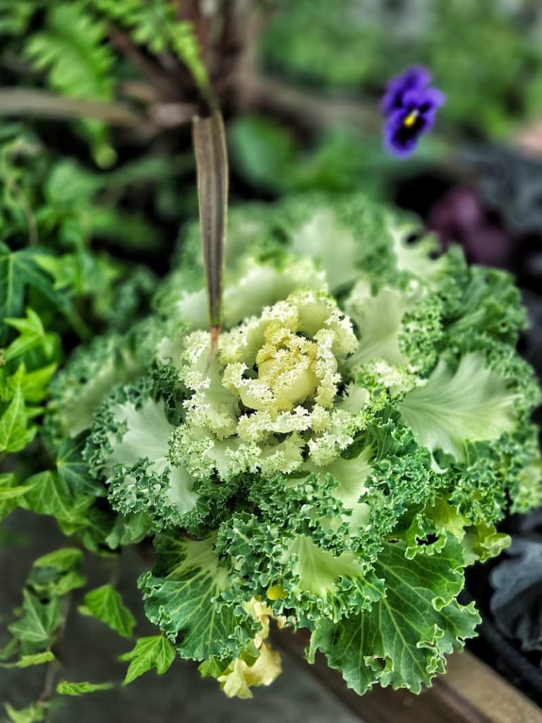 ornamental cabbage and kale in a fall garden