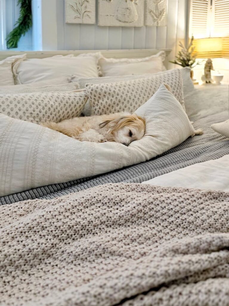 Ollie napping on the bed pillows