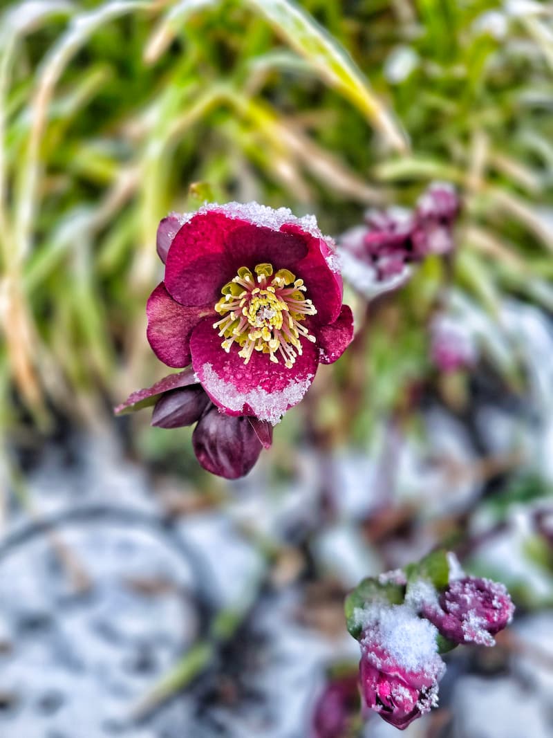 fuchsia hellebore in the snow