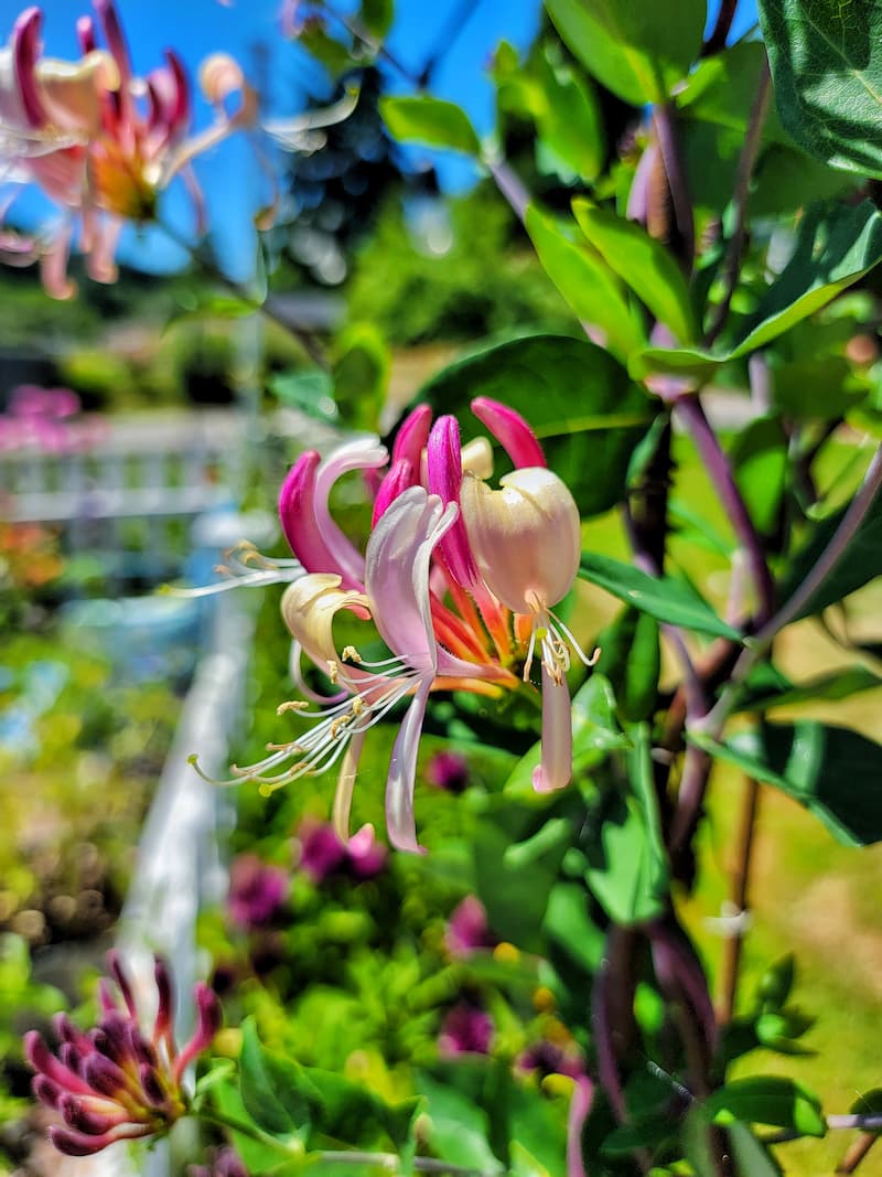 45 Flowers That Attract Bees and Pollinators to Your Garden - Shiplap ...