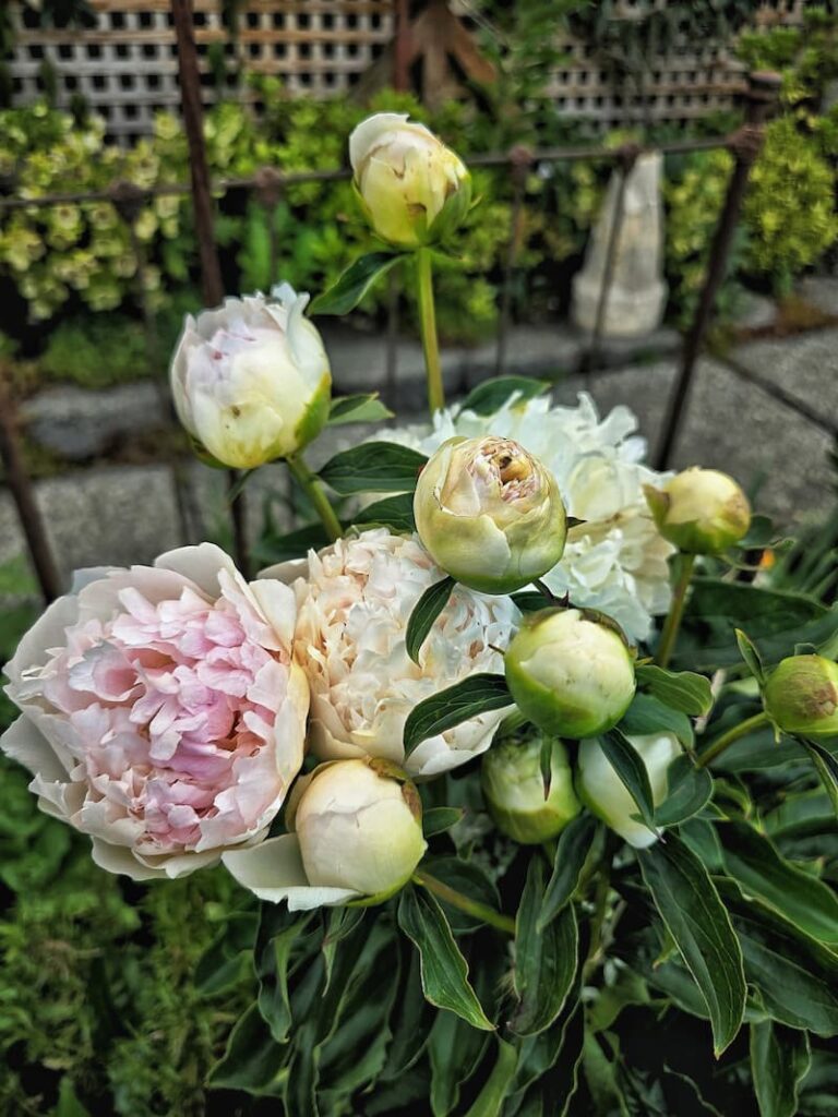 light pale pink peonies growing in the spring garden