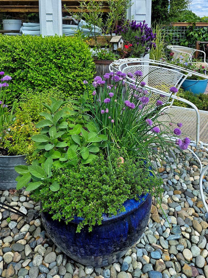 How to Attract Pollinators to Your Garden - Shiplap and Shells