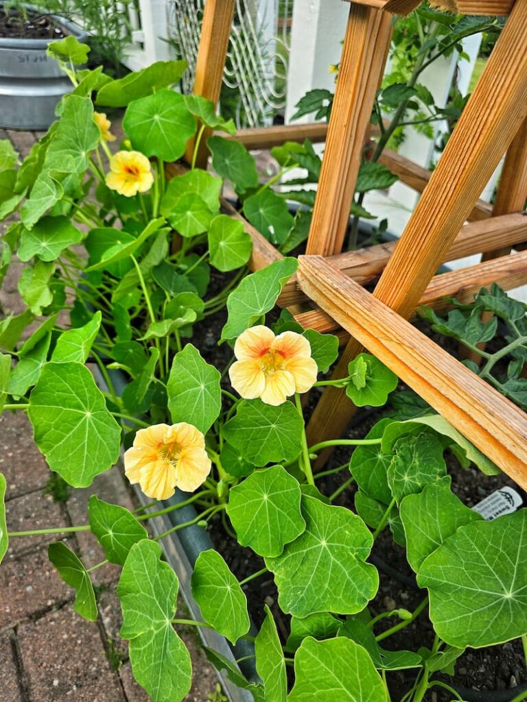 peach colored nasturtiums planted with tomatoes