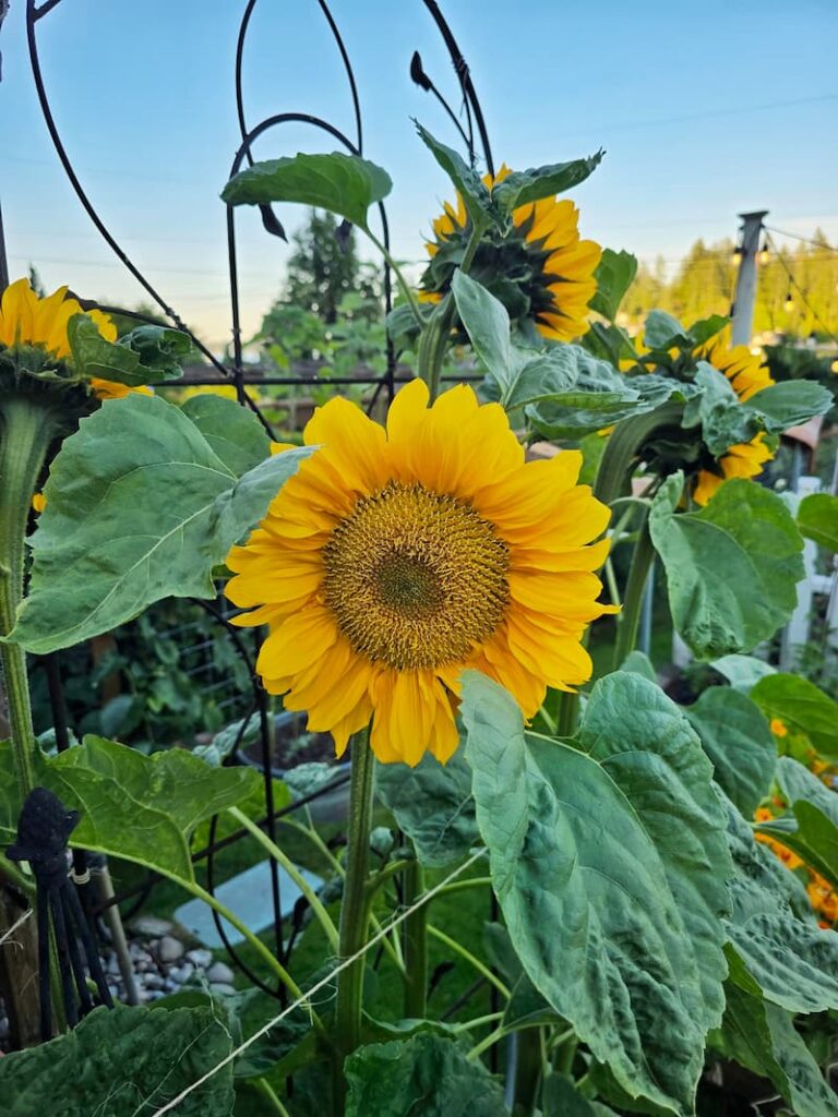bright yellow sunflowers