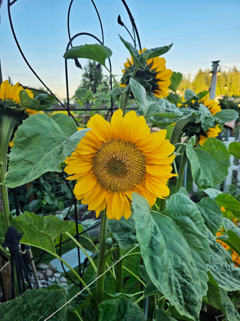 yellow sunflowers growing in the garden