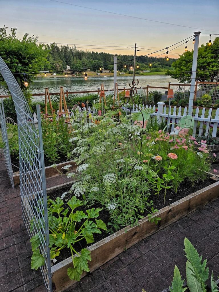 raised beds with Dara, zinnias, and zucchini growing