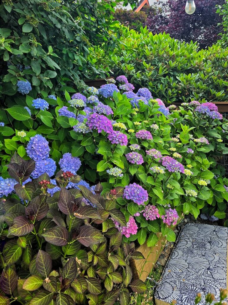 purple hydrangeas in the garden
