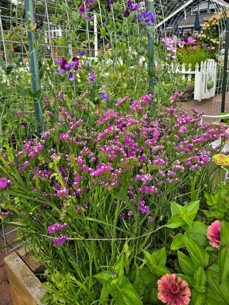 purple statice growing in the raised beds in the cutting garden