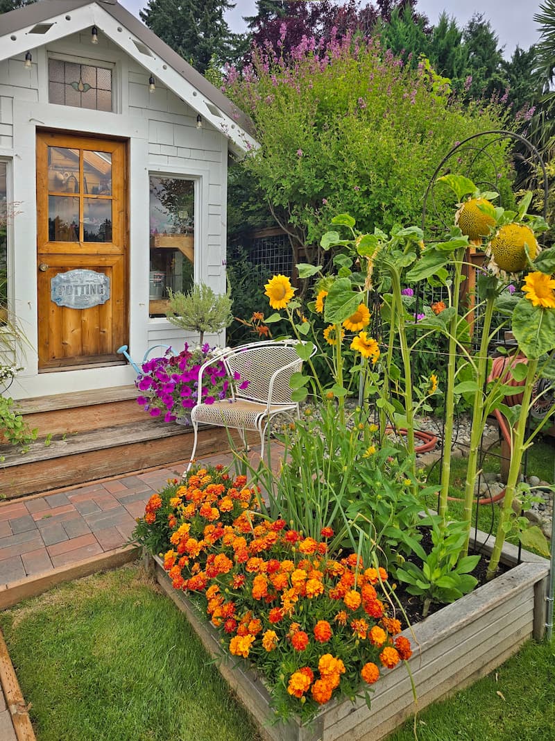 cottage garden in front of the greenhouse with sunflowers and orange and red marigolds gorwing in the raised beds