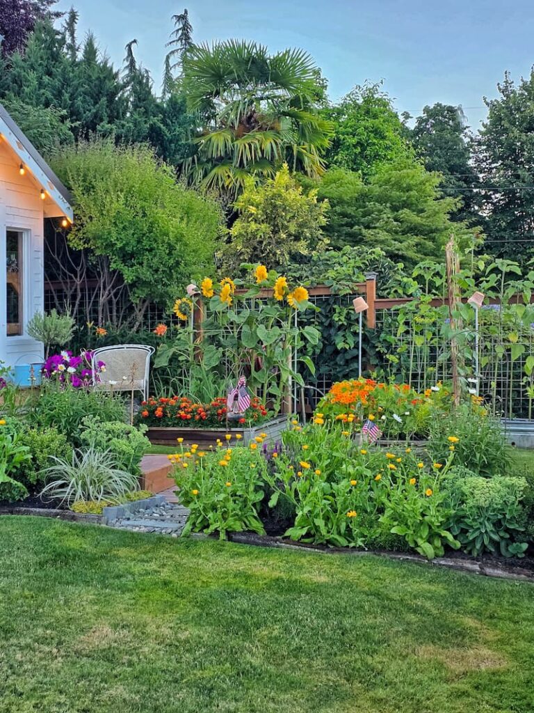 bright yellow calendula, sunflowers and orange nasturtiums and marigolds growing in the cottage garden
