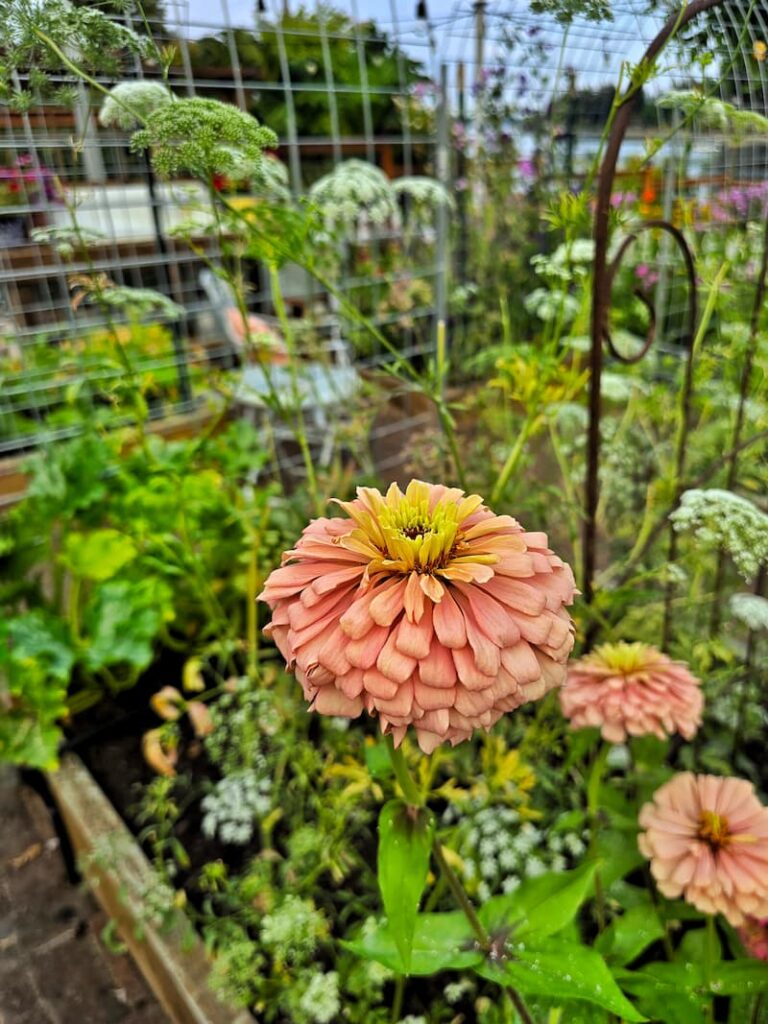 ballerina zinnias growing in the garden
